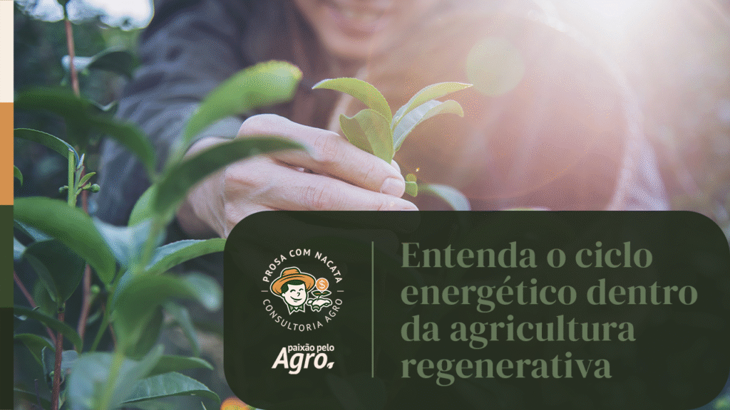 Entenda o ciclo energético dentro da agricultura regenerativa